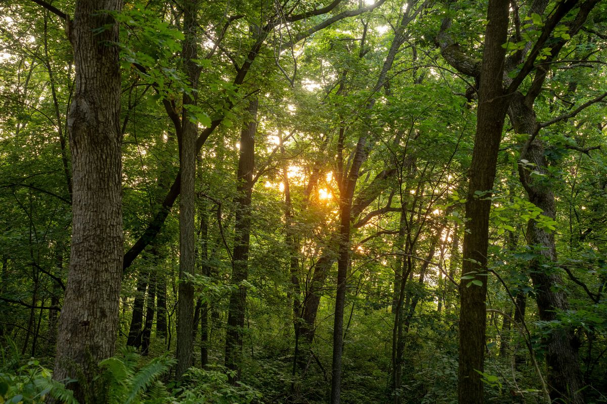 Golden evening sunlight filtering through dense green woods at Woodbine Oaks Mobile Home Park in Oakland Township PA