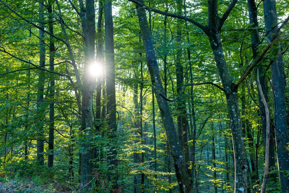 Sunburst through the green canopy of the mature oak and beech woods surrounding Woodbine Oaks in Butler County PA