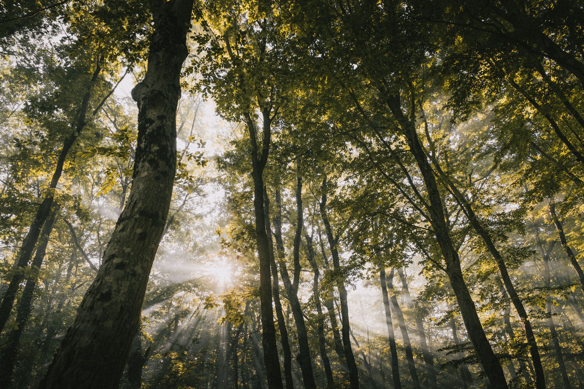 Sunlight through tall trees at a wooded mobile home community with honest lot rent in Butler PA