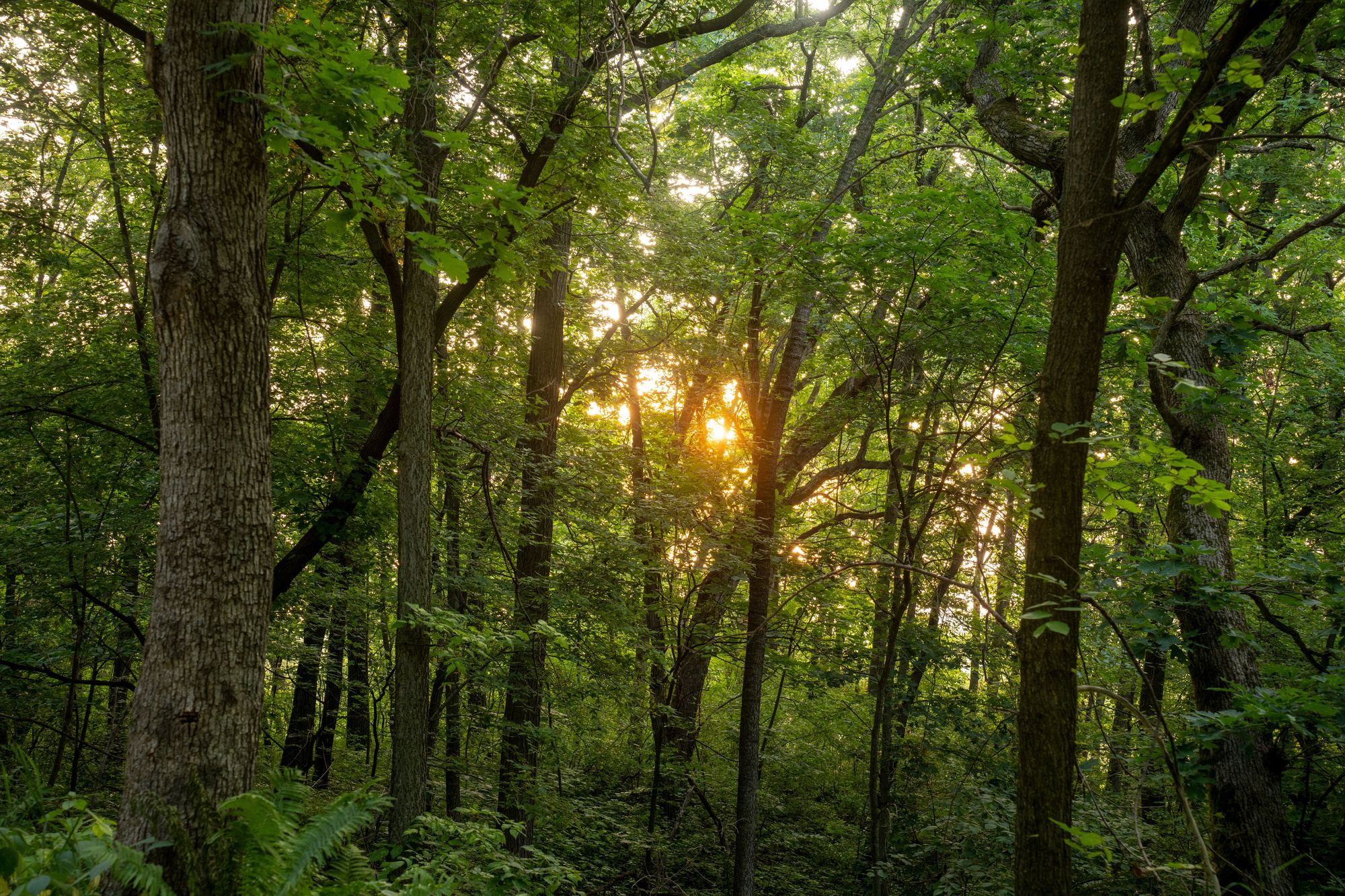 Sunlit forest at Woodbine Oaks Mobile Home Park in Butler PA