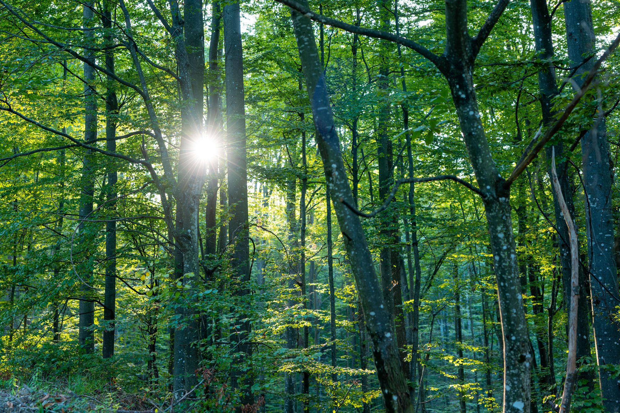 Wooded setting at Woodbine Oaks Mobile Home Park in Butler PA